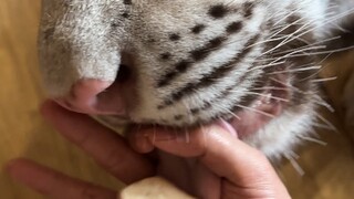 Do I, the zebra, still need to be tested?