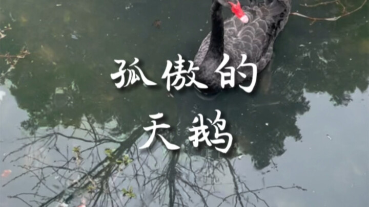 وسط الضجيج من حولك، اختر أن تظل وحدك تتأرجح في ضباب المطر والدخان.