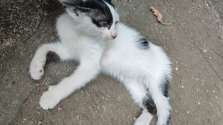 #DiscussionOnWinterAnime Cute little cat