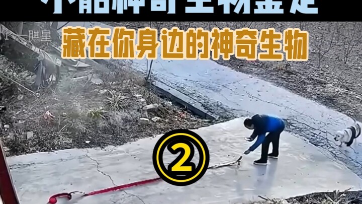 Giám định video sinh vật hot (kỳ diệu) trên mạng | Tập 2