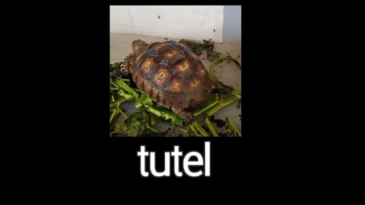 tutel