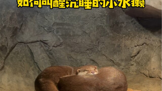 What should I do if the little otter is sleeping?