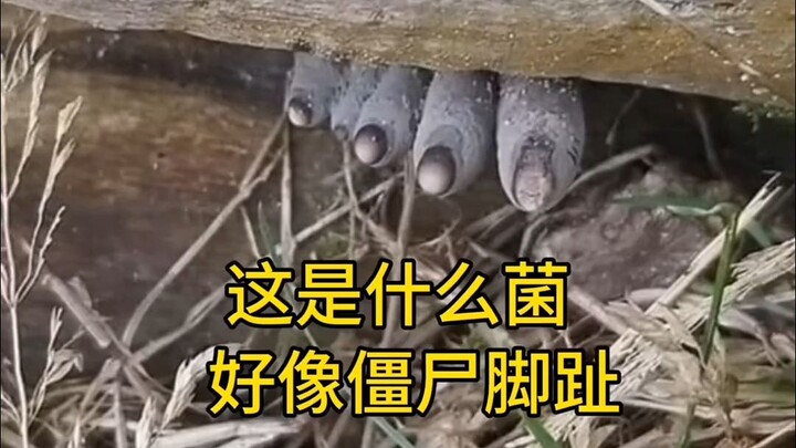 这是什么菌？好像僵尸的脚！