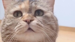 松茸长耳朵不是很正常嘛