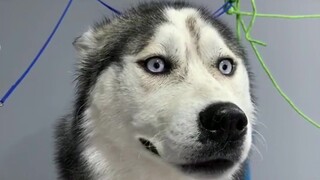 谁不想拥有一只哈士奇呢？