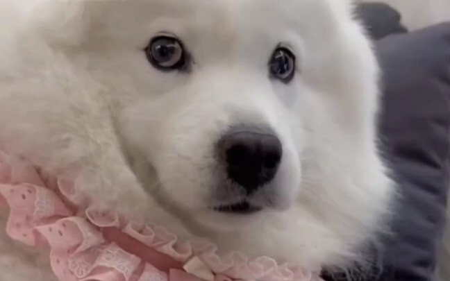 After its owner sniffed its paws, the dog couldn’t hide a thing! #CutePets #Dogs #Healing