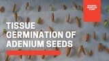 Tissue Germination Adenium Seeds l How to germinate seeds of  Adenium l Tissue Germination process
