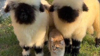 The Valais Blacknose Sheep is a super-cute and delicious little sheep.