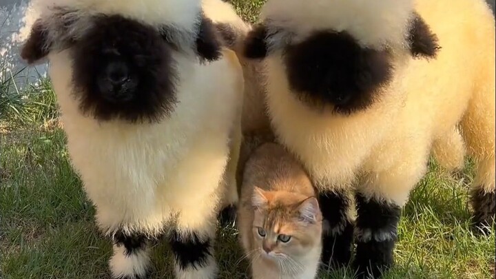 Cừu mũi đen Valle là một loài cừu nhỏ vô cùng đáng yêu và cũng rất ngon miệng.