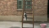 Kucing Naik tangga