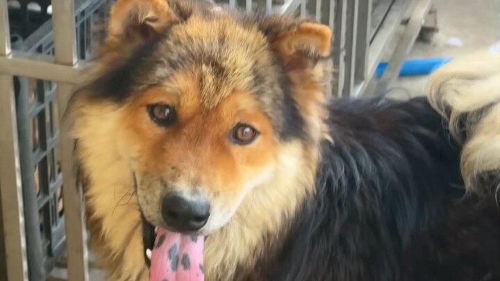 เจ้าหมาก็ปกป้องเมียเหมือนกันนะ