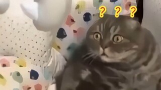 أين توجد الحيوانات الغريبة 116