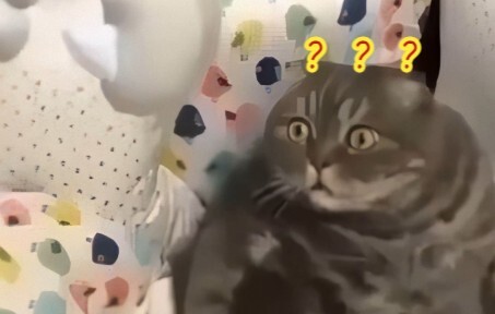 أين توجد الحيوانات الغريبة 116