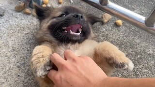 Anak anjing Sheniu semakin canggih, dia datang berkunjung hanya untuk menipu makanan, lalu kabur set