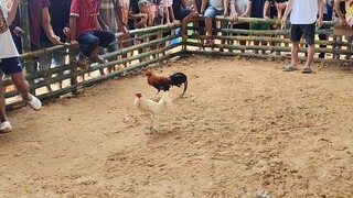 2nd fight magaling kalaban ,peru panalu parin mga idol