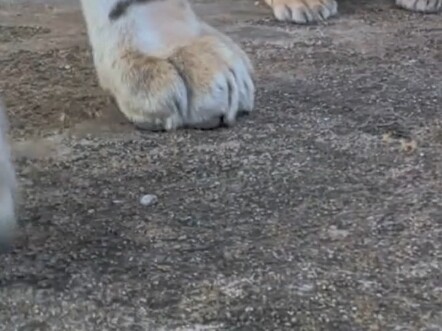 أم النمر المختلفة التي تحمل صغيرها، والمذيعة في حالة ذهول تام