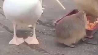 นกกระทุงพยายามกินคาปิบารา