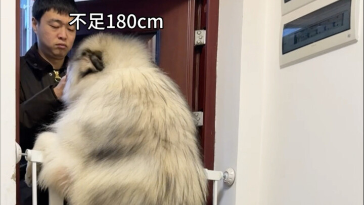 Why isn’t Alaska considered a puppy?