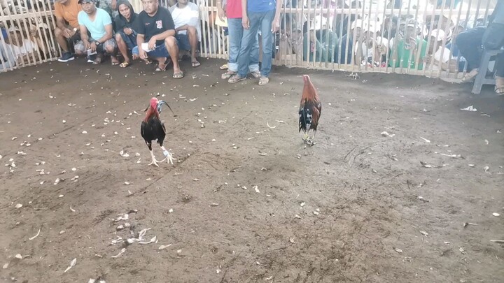 Naka dalawa na yung bulag nanim