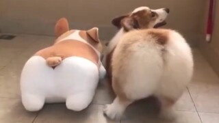 Thú cưng dễ thương | Mông của Corgi