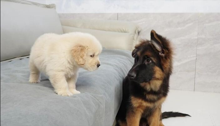 Under the little golden retriever’s straightforward charm, they’ve become best doggy buddies with th