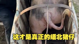 هذا هو خنزير ميانمار الشمالي الحقيقي