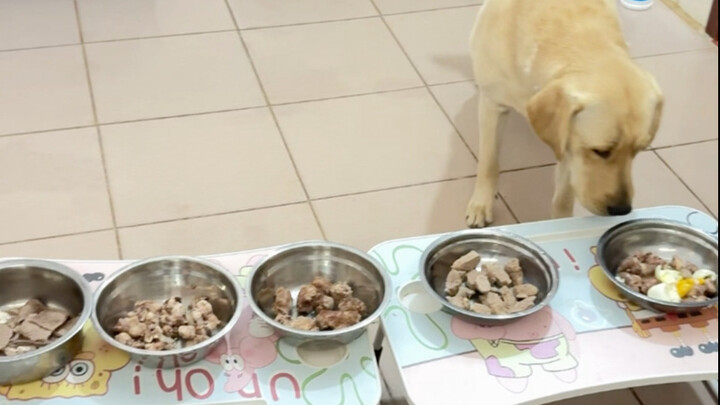 Chó: Tết đến rồi à?