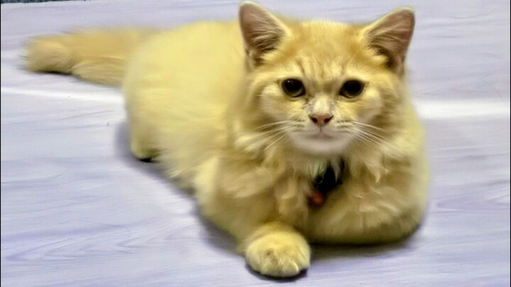 Playful Cat