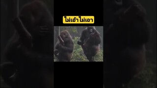 *ดูรวมคลิปเต็มกดลิงค์ข้างบน* ไม่เอ้าไม่เอาไม่ต้องมาง้อ #คลิปตลก #funny #reels #awesome