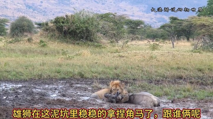 الغزال الكنغر في بوفيه يتحدى أسدًا بالغًا بكل شجاعة! حقًا شجاعة تستحق الإعجاب.