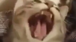 Không! Bạn không thể làm điều đó ở đó.
