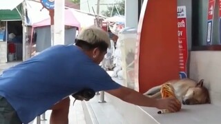 从宠物身上就能看出主人的特点