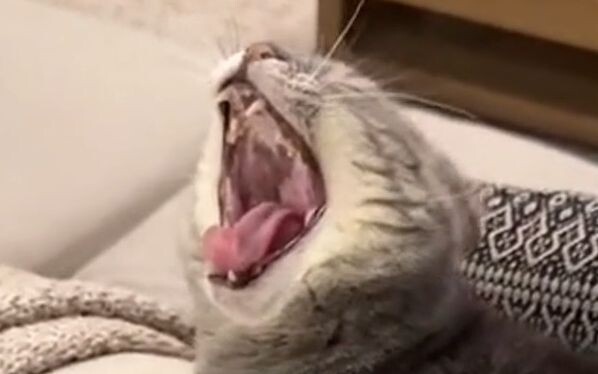 Chú mèo dễ thương