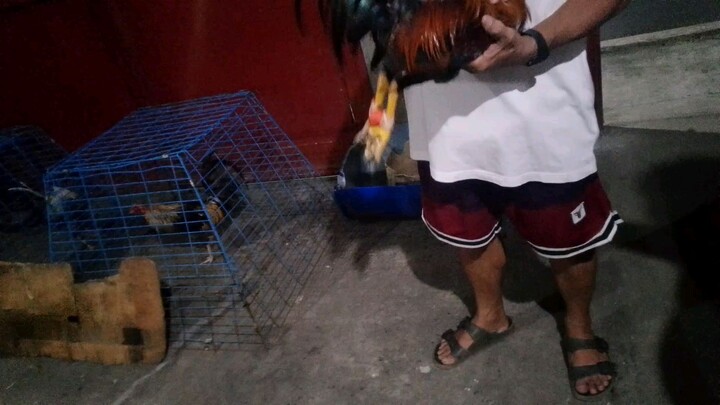 Boston anim nabowan vs dom 8bowan.