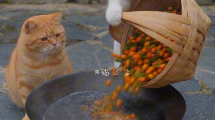 Hôm nay làm mì tạc #Cuộc sống nông thôn của mèo cam #Hành vi khó hiểu của mèo #Mèo #Lớn cam là trên