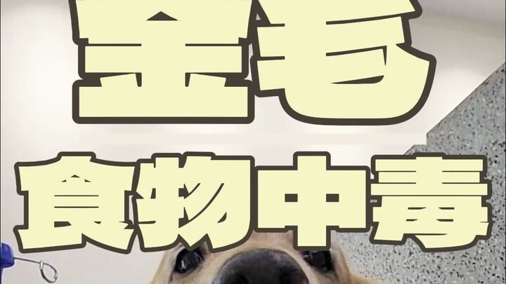 Give this to the dog, and it'll gobble it up without a peep.