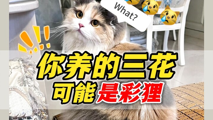 Does your calico cat punch you for no reason? You’ve mistaken the cat!
