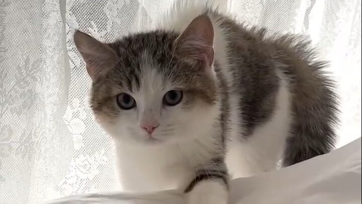 Why are you so scared, little kitty~