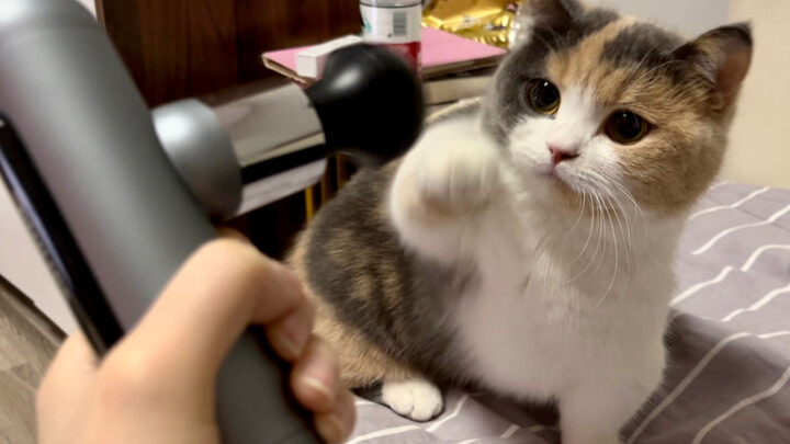 Chú mèo nhỏ đại chiến súng massage miếng dán cơ!