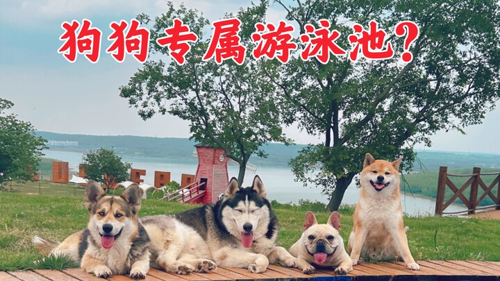 Summer’s here—fill up the pool at the dog estate and take the pups for a splash!