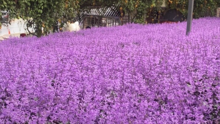 lavender @cameron