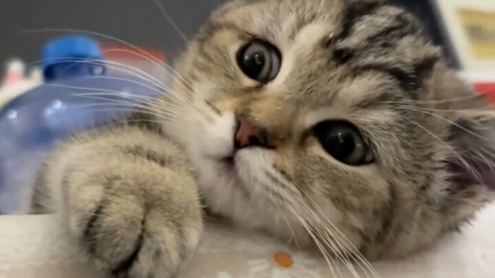 Grandma brought over a little stray kitten.