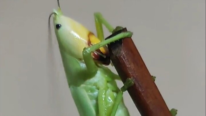 Grasshoppers are edible, so why doesn't anyone eat them during locust plagues?