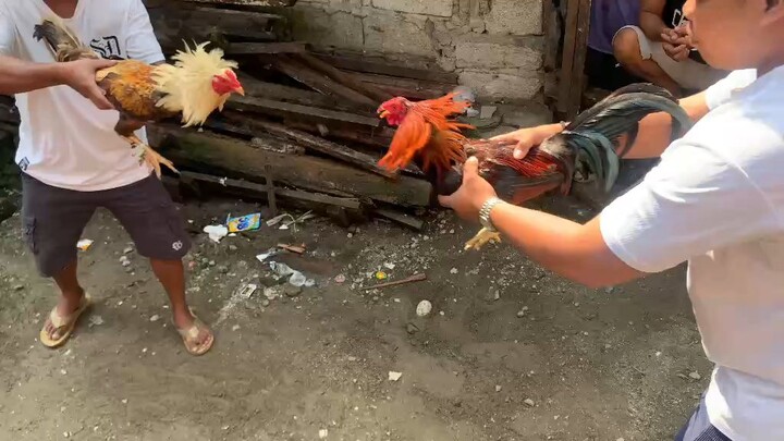 TALISAY VS. PULA