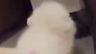 “Is it really this bouncy?”