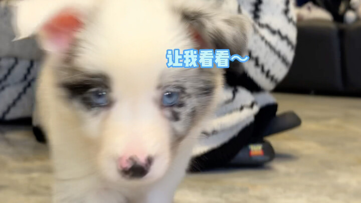 Ai nghiên cứu cái đồ chơi nhỏ này vậy? Cái tên thì khó đặt quá, gọi là gì cho hợp nhỉ?