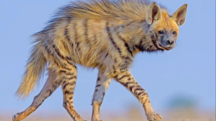 Những loài động vật mà bạn chưa từng thấy lúc còn bé