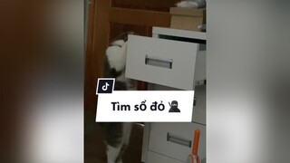 Ủa aloo ??😃?? Mà công nhận ngăn kéo chắc chắn ghê con lợn 5kg đu ko sao 🥲 trending KhuToiKhongSong catsoftiktok foryou meow