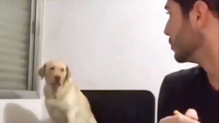 สุนัขเต้นรำลับๆ ในค่ำคืน