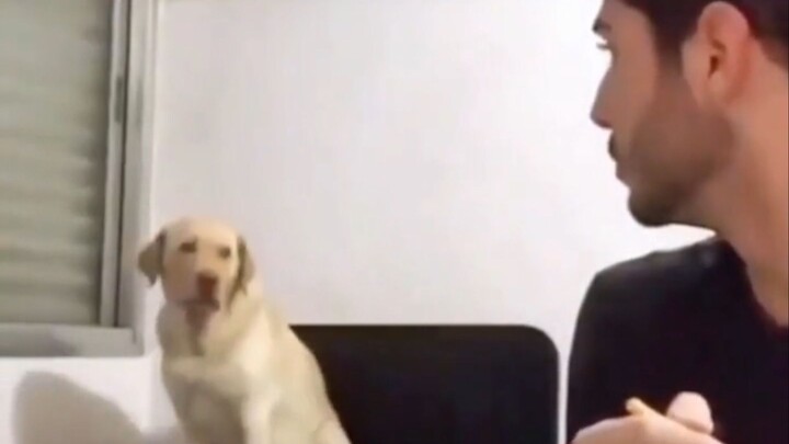 The Dog Secretly Dancing at Night